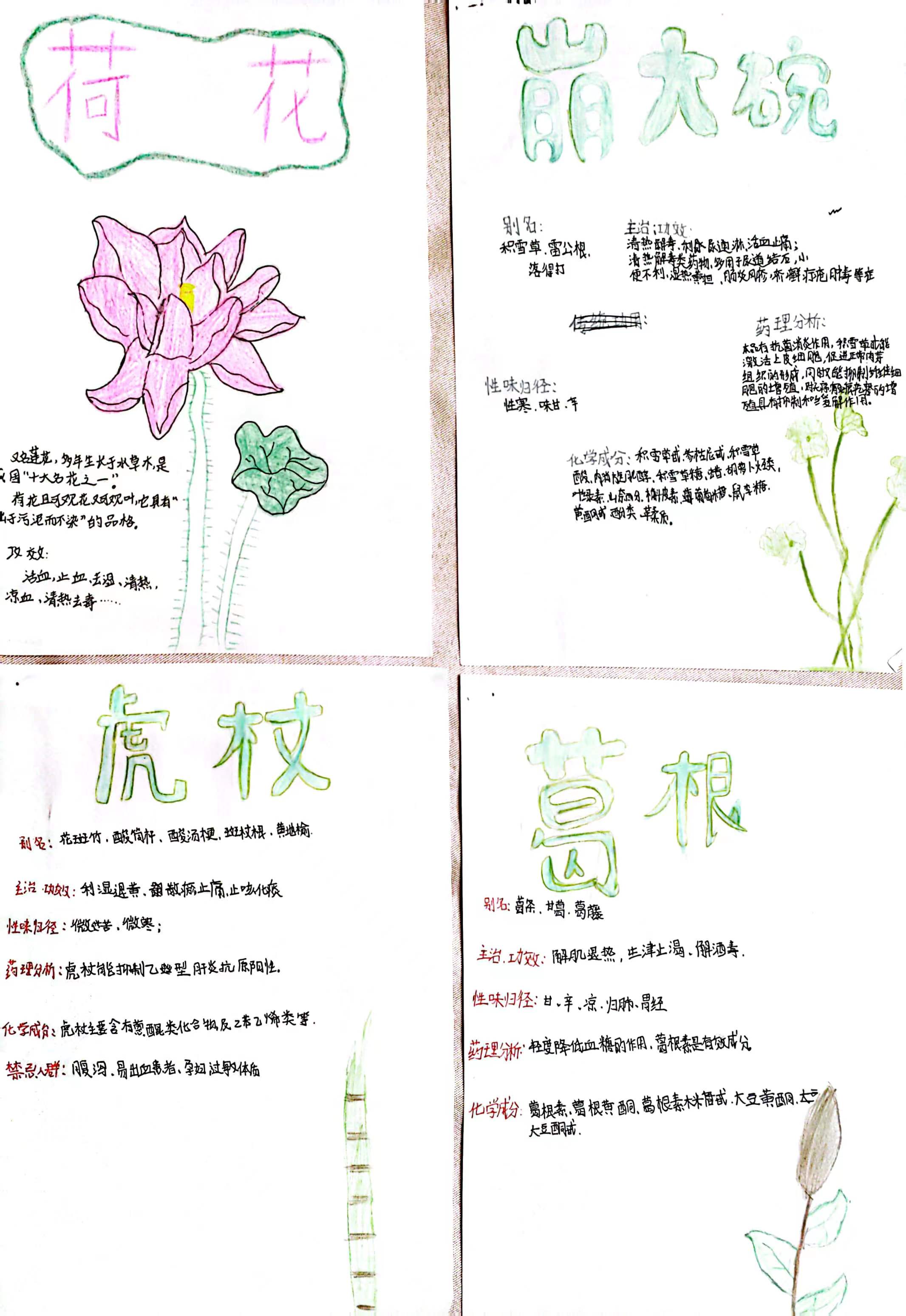 学生绘画中药材