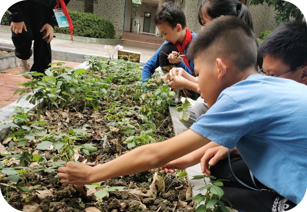 金山小学小农田中草药种植规划